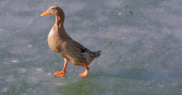 Winterize - A Duck Walking on a Frozen Body of Water