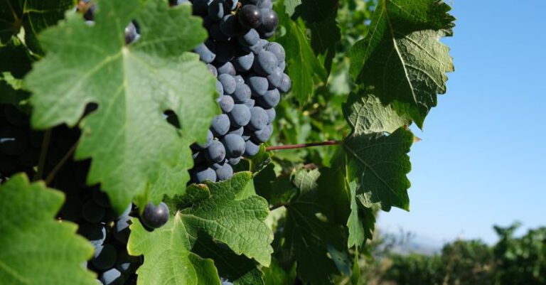 Vineyard Tours - Vineyards Grapes