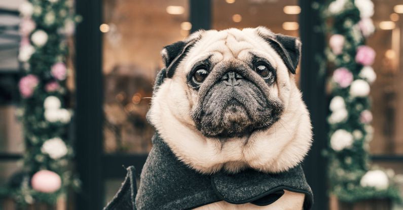 Pet Accessories - A Wrinkly Pug Sitting in a Wooden Table