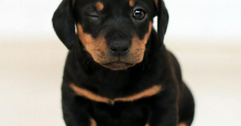 Pets - Winking Black and Brown Puppy